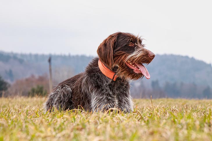 Is Wirehaired Pointing Griffon Good For Dogs