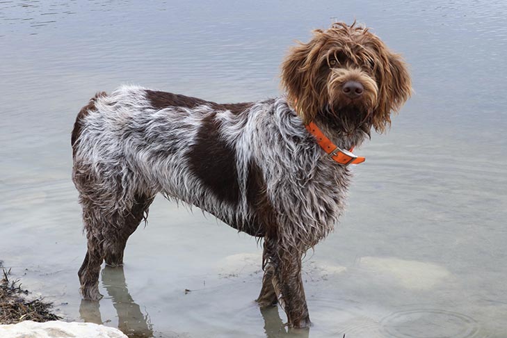 Wirehaired Pointing Griffon wading in water outdoors.