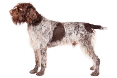 Wirehaired Pointing Griffon Pictures - American Kennel Club
