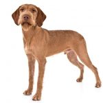 Wirehaired Vizsla standing in three-quarter view facing forward