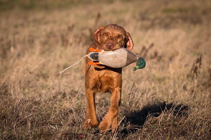 Wirehaired Vizsla fetching a decoy in a field.