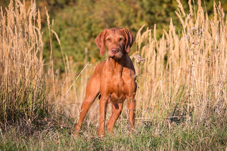 Wirehaired Vizsla standing in a field.