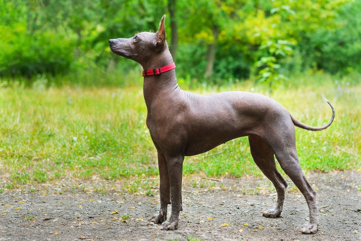 Xoloitzcuintli standing sideways facing left outdoors on a dirt path with green grass and trees in the background