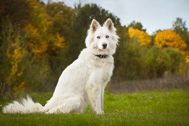 Yakutian Laika sitting in green grass with trees with fall colors in the background.