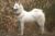 Yakutian Laika standing in a field of tall grasses.