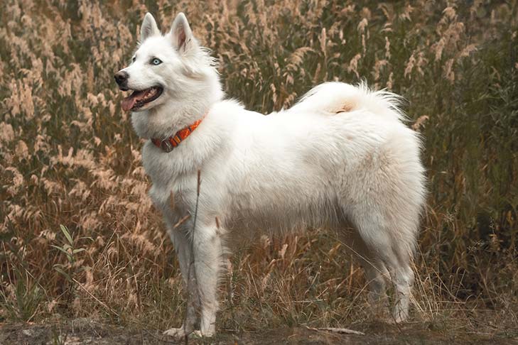 data Trofast Stjerne Yakutian Laika - Dog Breed Information - American Kennel Club