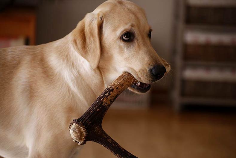 Antlers for Dogs: Are These Treats Safe for Dogs to Chew?