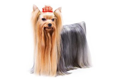 Yorkshire Terrier standing in three-quarter view.