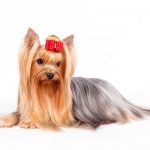 Yorkshire Terrier lying in three-quarter view facing forward