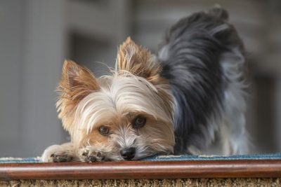 Yorkshire Terrier bowing indoors.