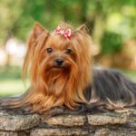 Yorkshire Terrier laying down outdoors.