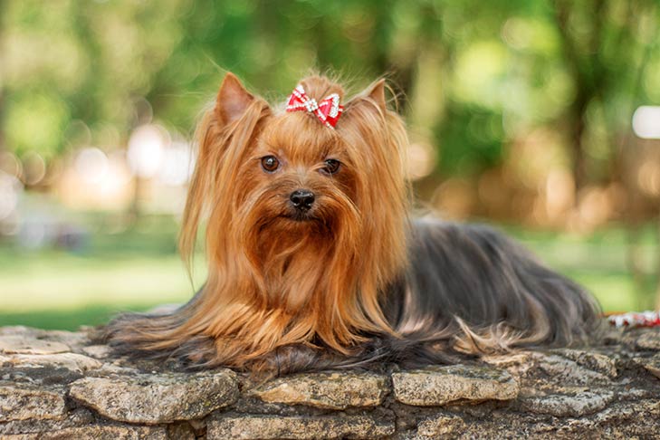 Yorkshire Terrier laying down outdoors.