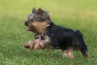 Yorkshire Terrier running in the grass.