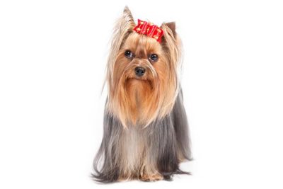 Yorkshire Terrier standing facing forward, eyes looking left.