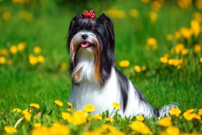 Biewer Terrier sitting in a field of dandelions.