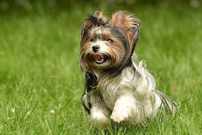 Biewer Terrier running through grass outdoors.
