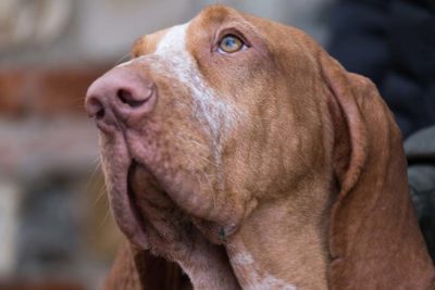 Close-up of a Bracco Italiano head in three-quarter view.
