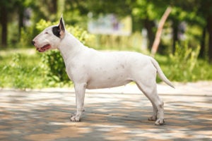 Bull Terrier standing sideways outdoors facing left.