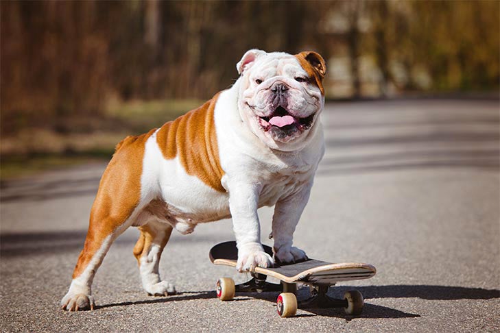 Bulldog on skateboard grinning.