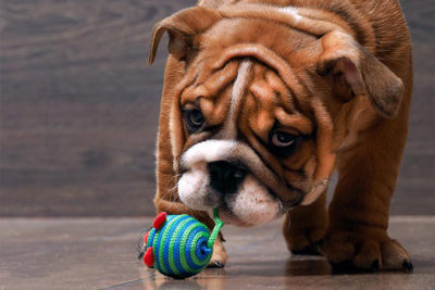 Bulldog puppy playing with small toy.