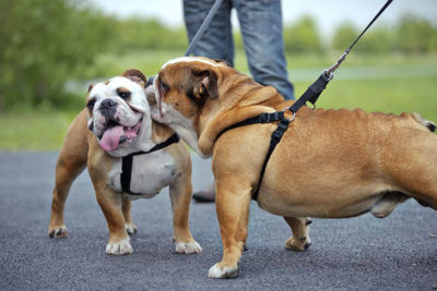 Bulldogs greeting on street