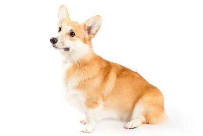 Pembroke Welsh Corgi sitting facing left.
