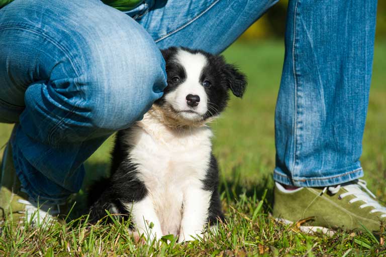 7 Tips for Finding and Working With a Responsible Breeder