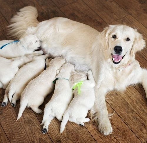 how many litters of puppies can a dog have in a lifetime