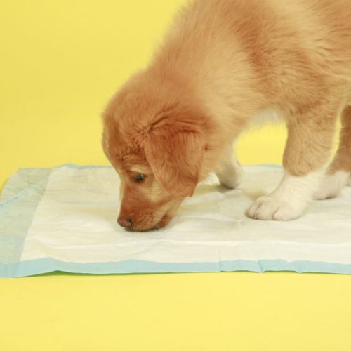 voor het geval dat Regulatie Jolly How to Potty Train a Puppy on Pads: Indoor House Training for Puppies