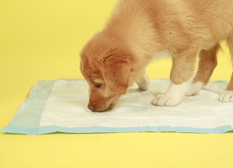 How to Potty Train a Puppy on Pads: Indoor House Training for Puppies
