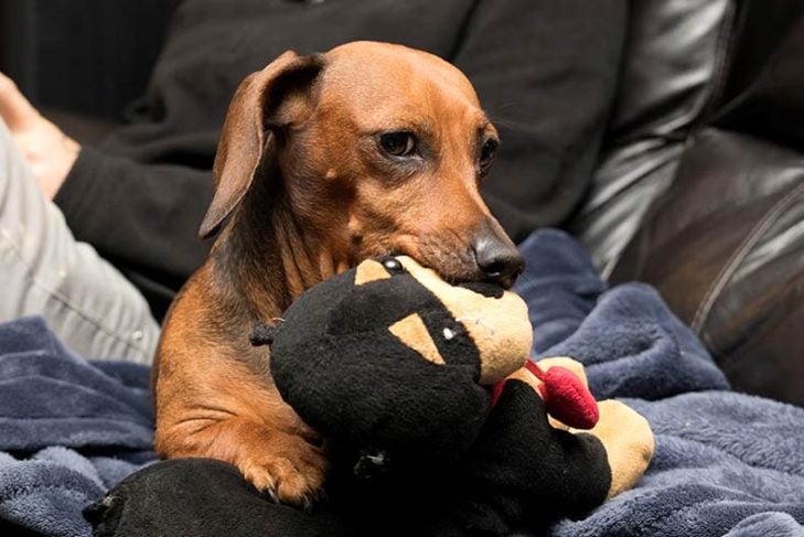 Dachshund with Toy