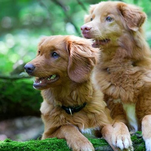 Reasons to Fall in With a Nova Scotia Duck Tolling Retriever