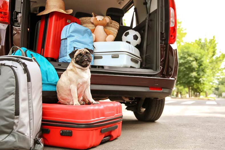 Pug sitting on a suitcase next to a half-packed car.