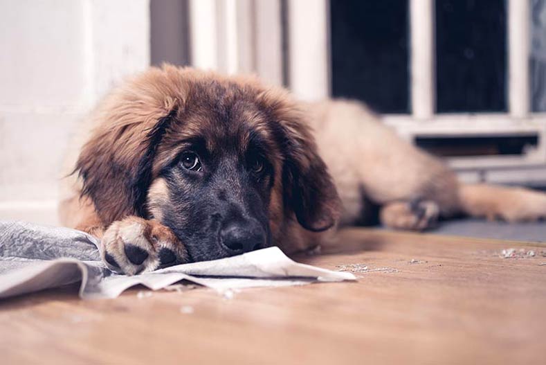 6 Tips for Puppy-Proofing Your Home to Keep Fido From Running Amok