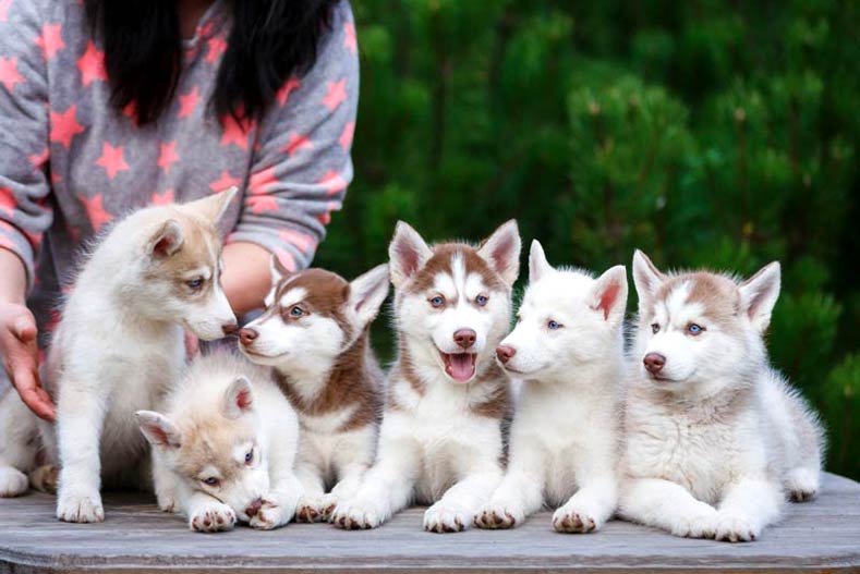 Litter of Siberian Husky puppies laying on a table with a woman standing behind.
