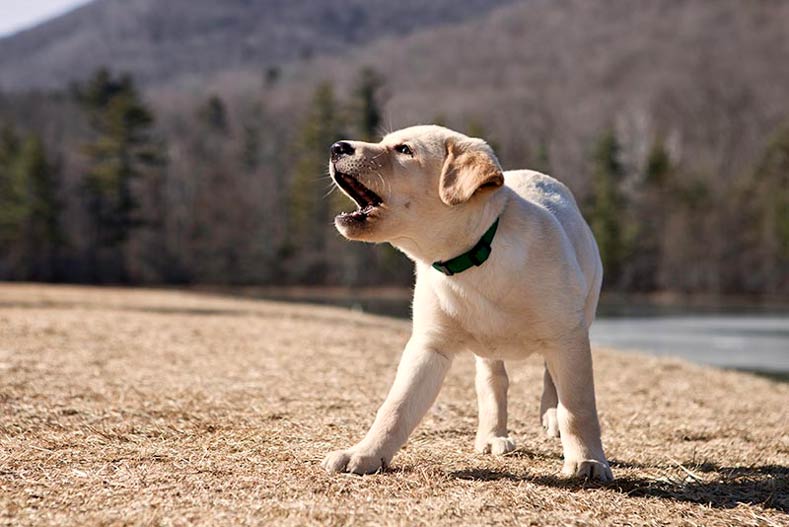 Yellow Labrador Retriever Puppy Barking