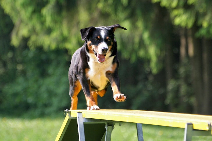 Appenzeller Sennenhund running across a dog walk in an outdoor agility course.