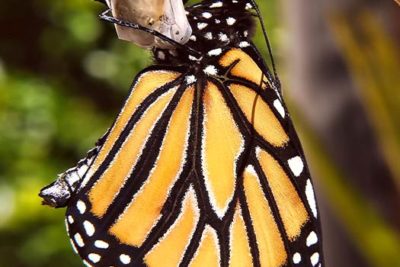 Public Education Educator Resources Animal Life Cycle Butterfly