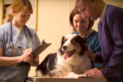 Public Education Educator Resources Careers in Dogs Vet