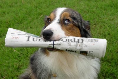 Public Education Educator Resources Dog News