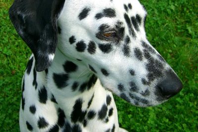 Public Education Educator Resources Fahrenheit 451 and Dalmatians