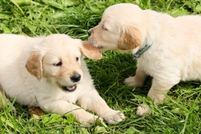 Public Education Educator Resources Graphing Popularity Puppies Playing