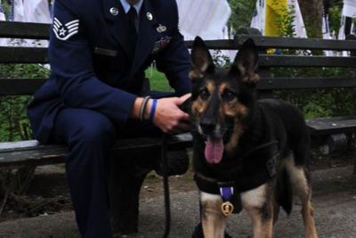 Public Education Educator Resources Hero Dogs 9/11