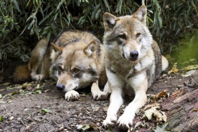Public Education Educator Resources Natural Selection 9-12