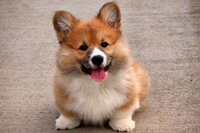 Public Education Educator Resources Short or Tall Corgi