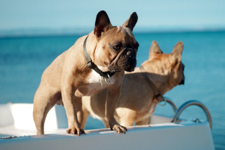 Two French bulldog on boat looking at the sea