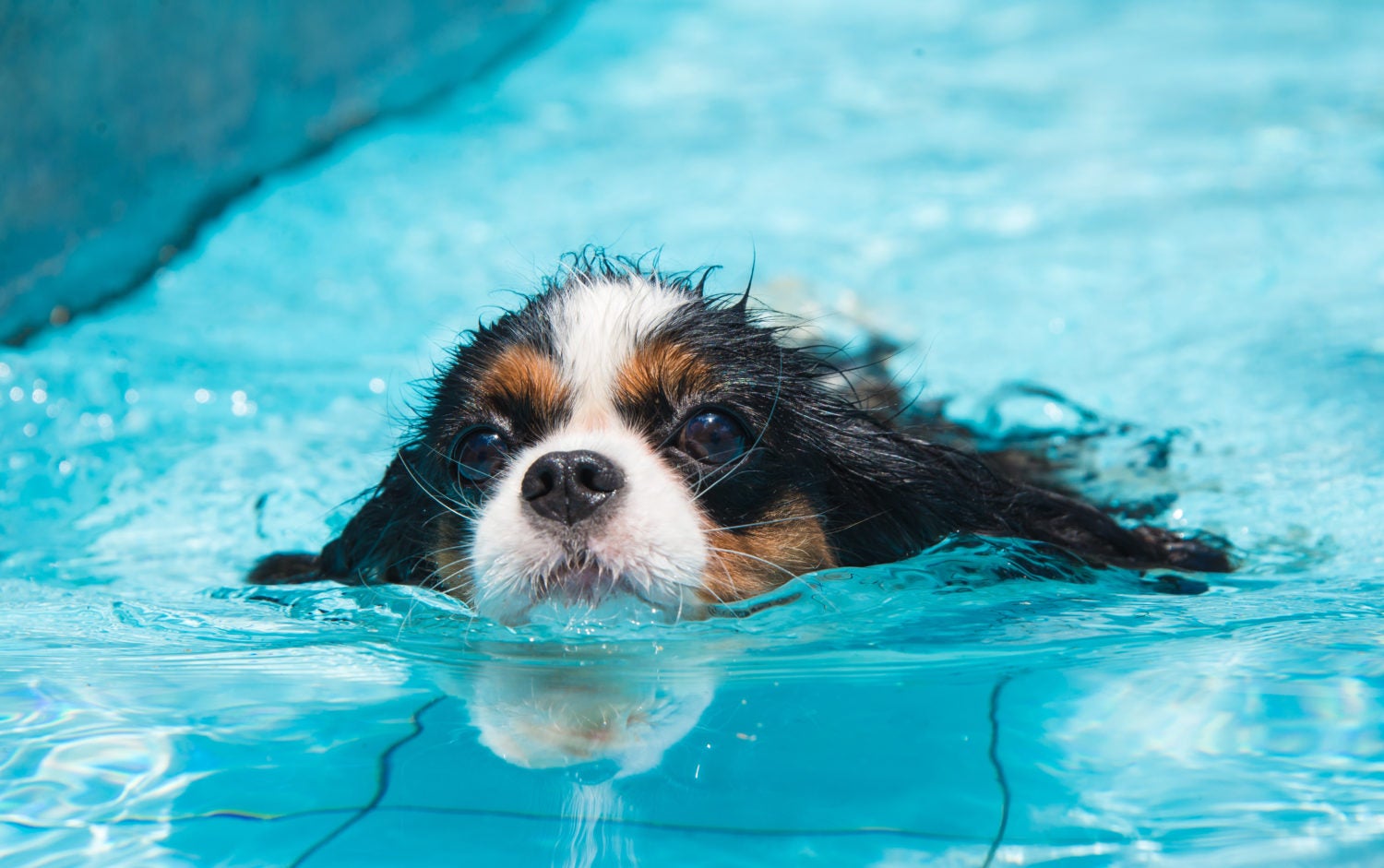 Can All Dogs Swim? How to Teach a Dog to Swim – American Kennel Club