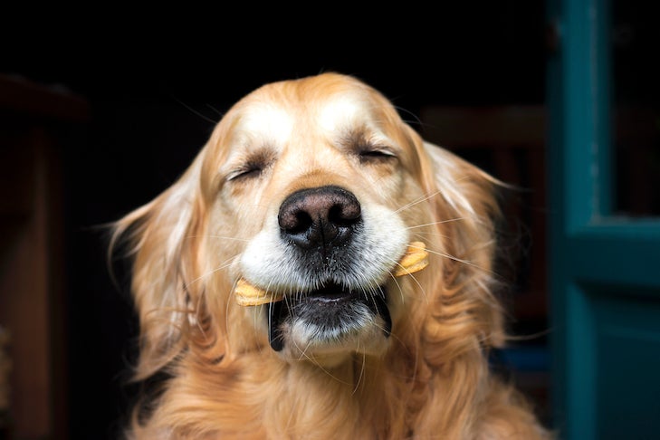 A Golden Retriever dog holding her doggy biscuit in her mouth, on dark background.