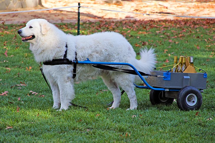 Kuvasz harnessed to a cart outdoors.