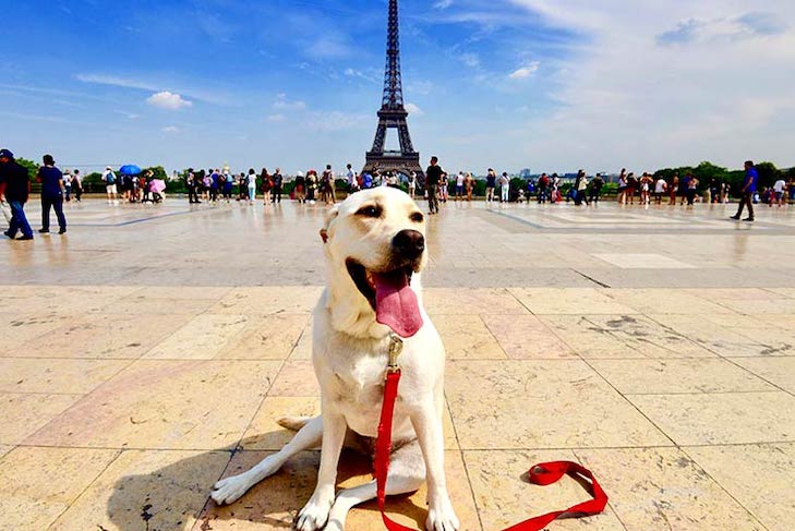 Yellow Labrador Retriever sitting in front of the Eiffel Tower in France.